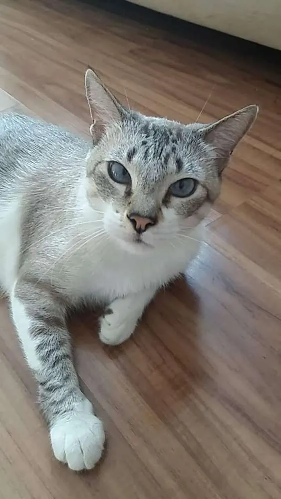 Gato ra a Rua idade 4 anos nome Felino