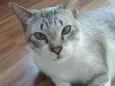 Felino
