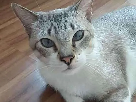 Gato ra a Rua idade 4 anos nome Felino