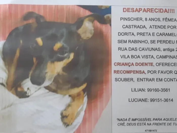 Cachorro ra a Pincher idade 6 ou mais anos nome Dorita