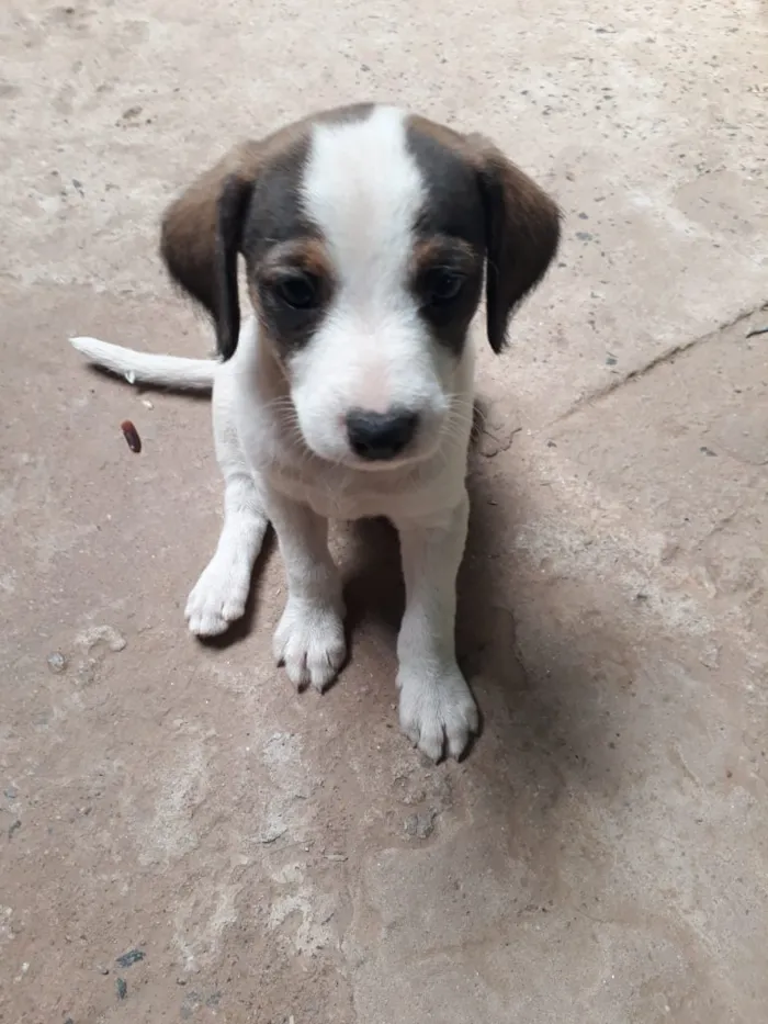 Cachorro ra a Vira lata idade 2 a 6 meses nome Filhotes