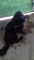 Bob