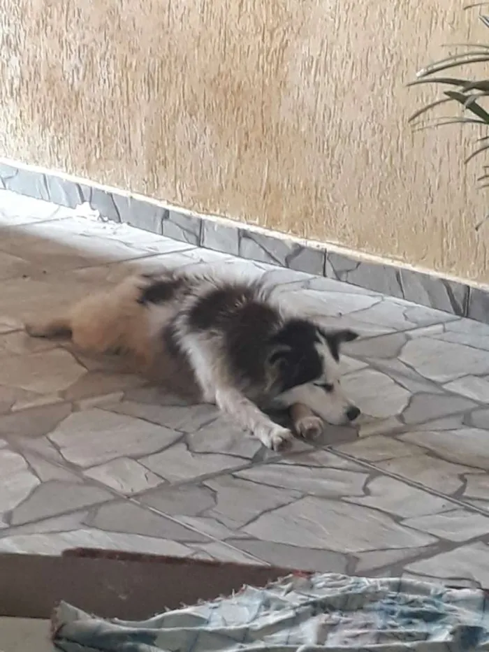 Cachorro ra a Nao sei idade  nome Nao tem 