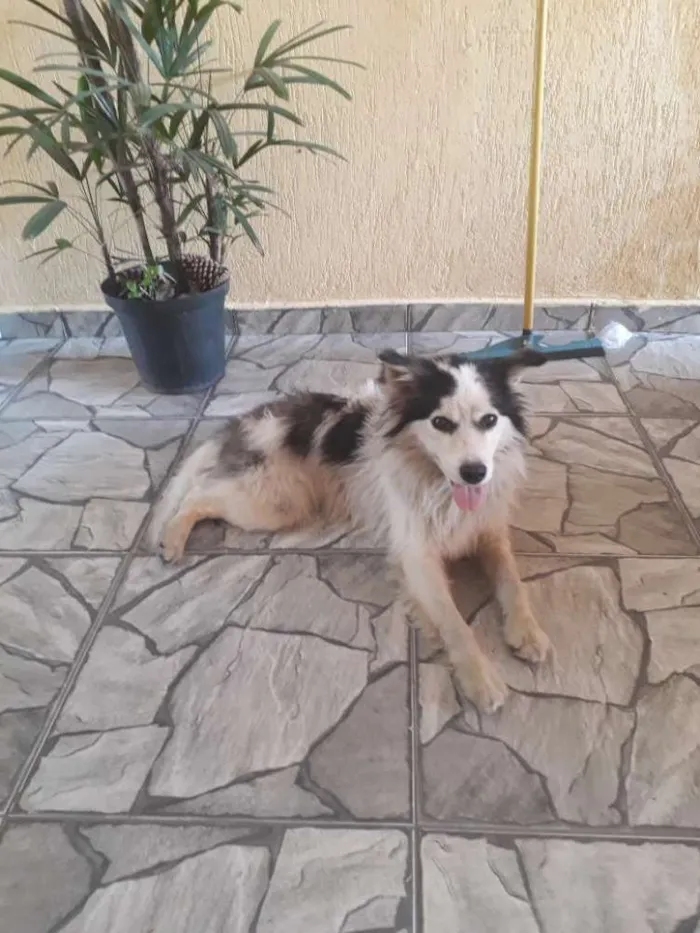 Cachorro ra a Nao sei idade  nome Nao tem 