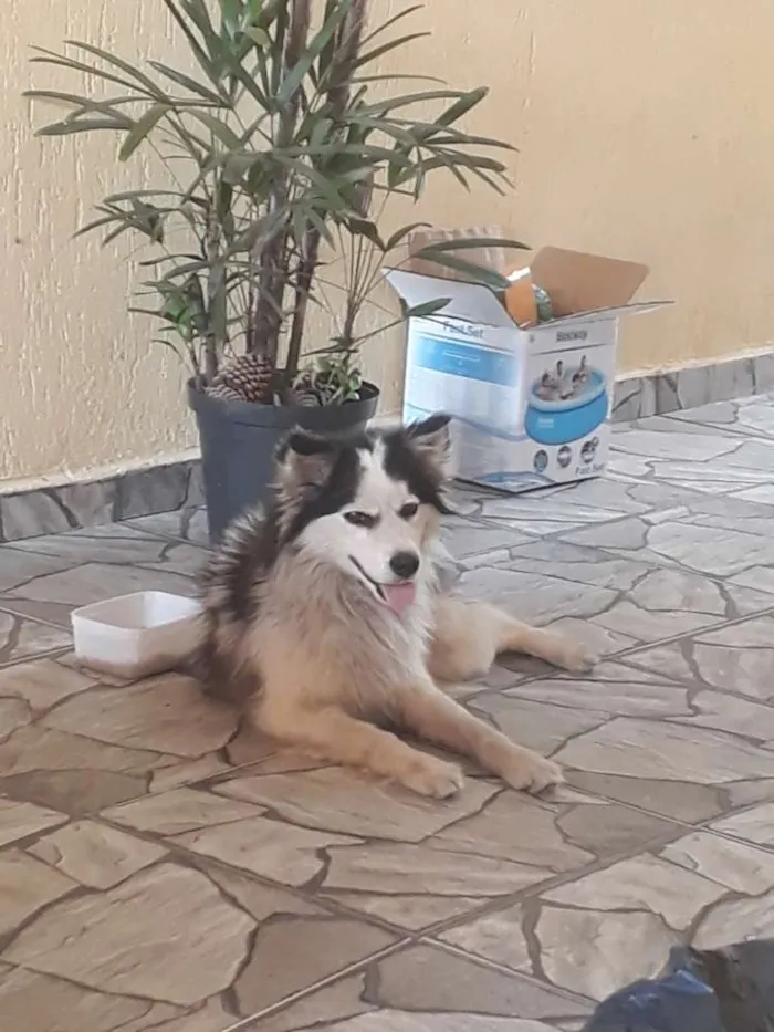 Cachorro ra a Nao sei idade  nome Nao tem 