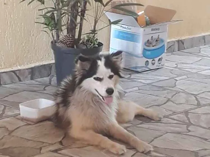 Cachorro ra a Nao sei idade  nome Nao tem 