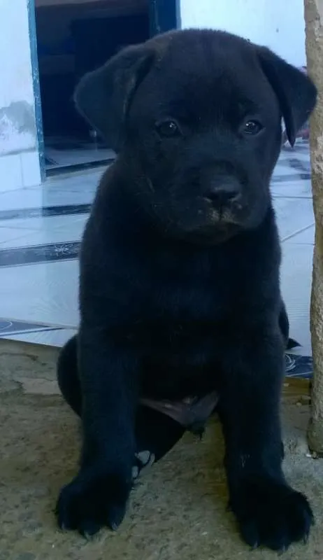 Cachorro raça mestiço idade Abaixo de 2 meses nome sem nome