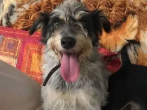 Cachorro raça SRD idade  nome Bob