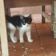 Fred