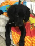 Cocker e Snoopy