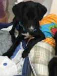 Cocker e Snoopy