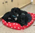 Cocker e Snoopy