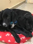Cocker e Snoopy