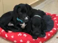 Cocker e Snoopy