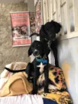 Cocker e Snoopy