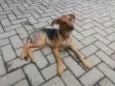 Leco