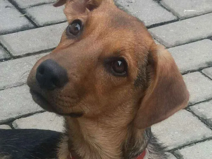 Cachorro ra a SRD idade 7 a 11 meses nome Leco