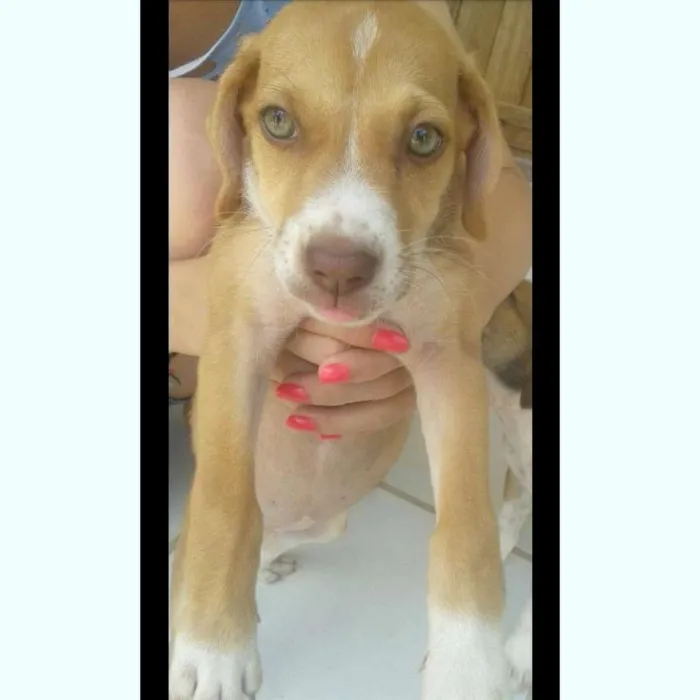 Cachorro ra a  idade Abaixo de 2 meses nome Kiara