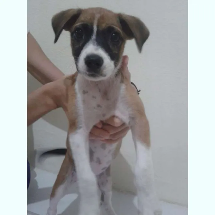 Cachorro ra a  idade Abaixo de 2 meses nome Debi e Loide