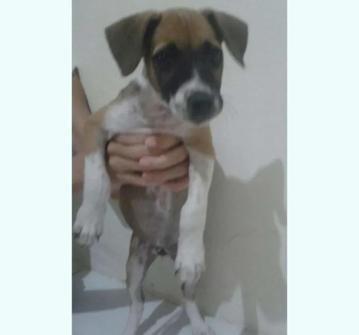 Cachorro ra a  idade Abaixo de 2 meses nome Debi e Loide