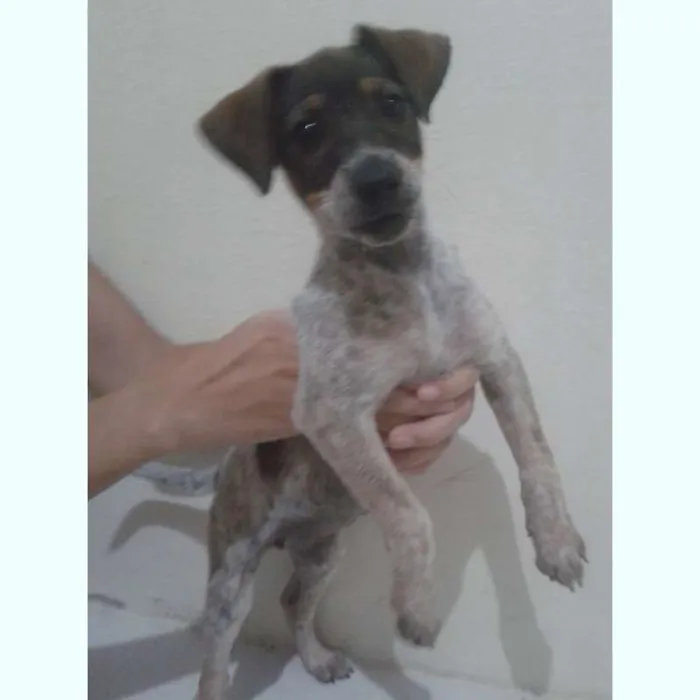 Cachorro ra a  idade Abaixo de 2 meses nome Lulu