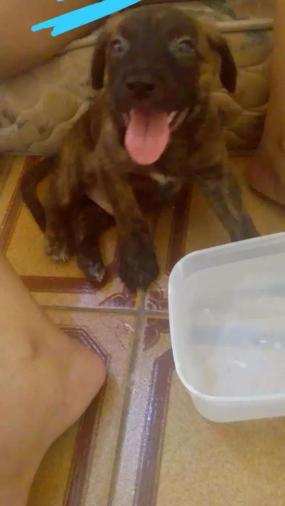 Cachorro ra a  idade Abaixo de 2 meses nome Thor