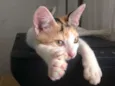 Gata