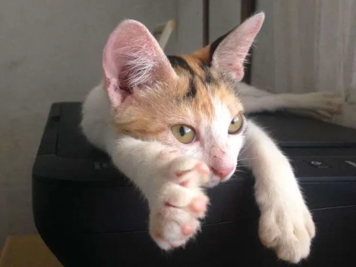 Gato ra a SRD idade 2 a 6 meses nome Gata