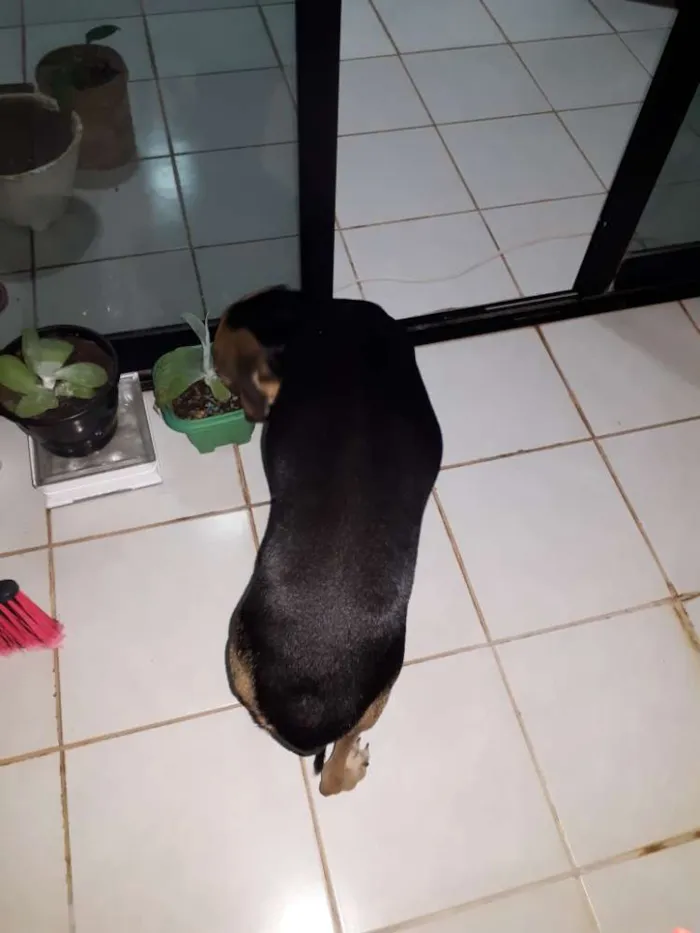 Cachorro raça Srd idade 4 anos nome Mel