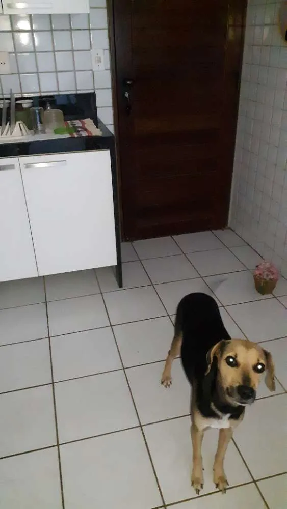 Cachorro raça Srd idade 4 anos nome Mel