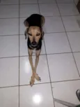 Mel