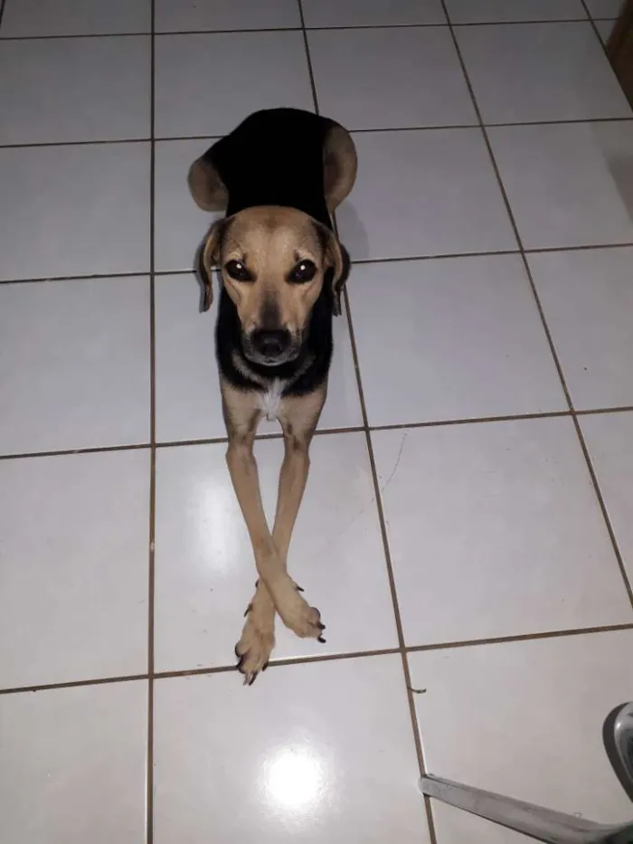 Cachorro raça Srd idade 4 anos nome Mel
