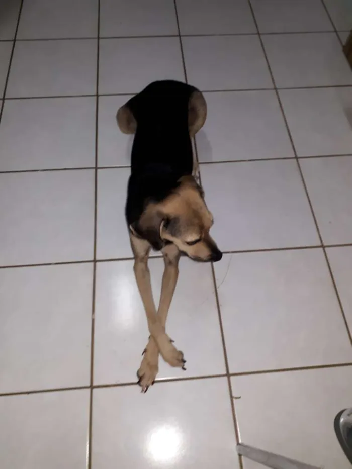 Cachorro raça Srd idade 4 anos nome Mel