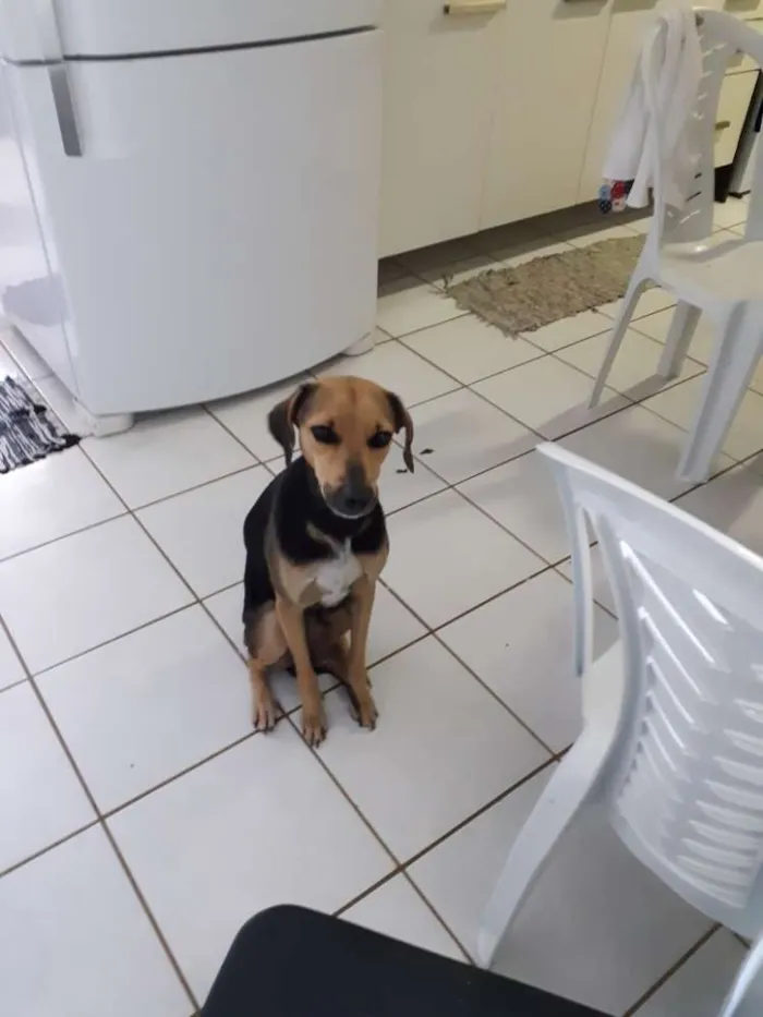 Cachorro raça Srd idade 4 anos nome Mel
