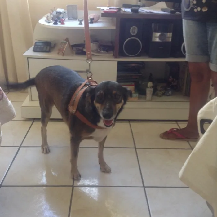 Cachorro raça Sem raça definida  idade 4 anos nome Susy 
