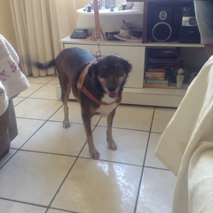 Cachorro raça Sem raça definida  idade 4 anos nome Susy 