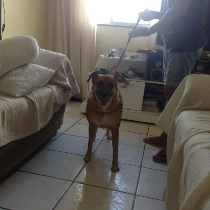 Cachorro raça Sem raça definida  idade 4 anos nome Patinha 