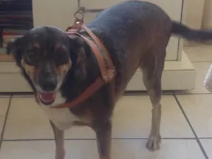 Cachorro raça Sem raça definida  idade 4 anos nome Susy 