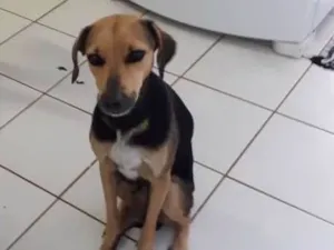 Cachorro raça Srd idade 4 anos nome Mel