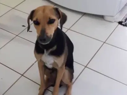 Cachorro raça Srd idade 4 anos nome Mel
