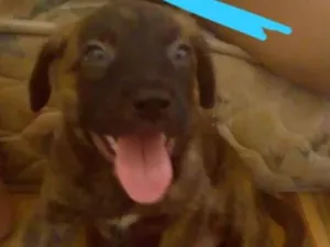Cachorro raça  idade Abaixo de 2 meses nome Thor