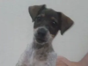 Cachorro raça  idade Abaixo de 2 meses nome Lulu