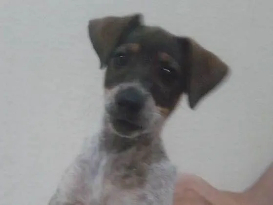 Cachorro ra a  idade Abaixo de 2 meses nome Lulu