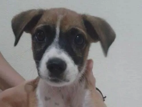 Cachorro ra a  idade Abaixo de 2 meses nome Debi e Loide