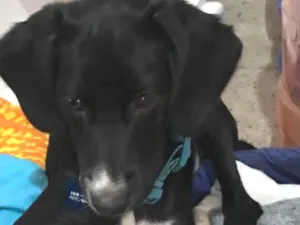 Cachorro raça SRD idade  nome Cocker e Snoopy