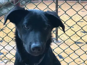 Cachorro raça SRD idade  nome Chiara