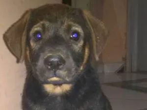 Cachorro raça mestiço idade Abaixo de 2 meses nome sem nome