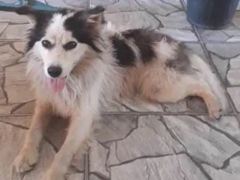 Cachorro ra a Nao sei idade  nome Nao tem 