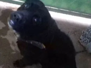 Cachorro raça Pit Bull e Pudoo idade 2 anos nome Bob