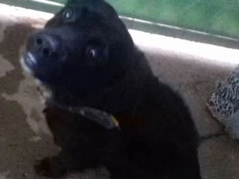 Cachorro ra a Pit Bull e Pudoo idade 2 anos nome Bob